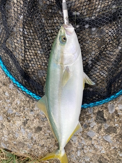 ワカシの釣果