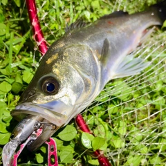 セイゴ（マルスズキ）の釣果