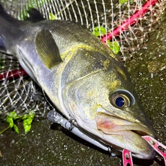 フッコ（マルスズキ）の釣果