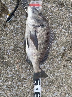 クロダイの釣果