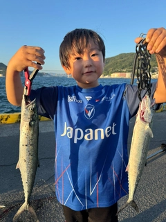 サゴシの釣果