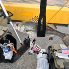 セイゴ（タイリクスズキ）の釣果