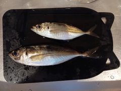 マアジの釣果