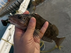 アイナメの釣果