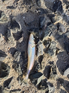 キスの釣果