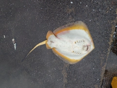 エイの釣果