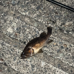 クロソイの釣果