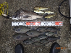 チヌの釣果