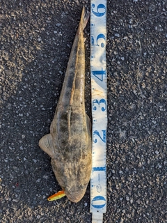 マゴチの釣果