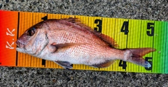 マダイの釣果