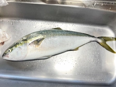 ブリの釣果