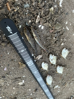 ヒイラギの釣果