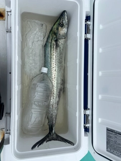 サワラの釣果