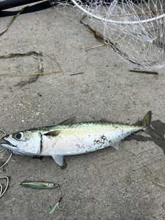 サバの釣果