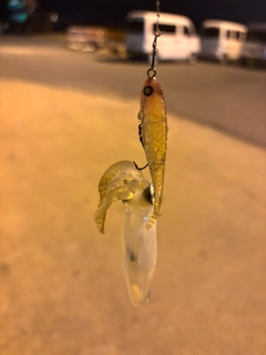 ヒイカの釣果
