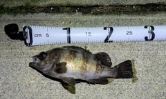 メバルの釣果