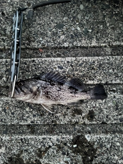 クロソイの釣果