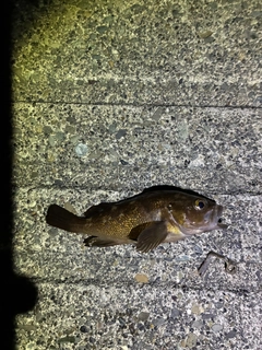 エゾメバルの釣果
