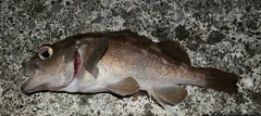 ガヤの釣果