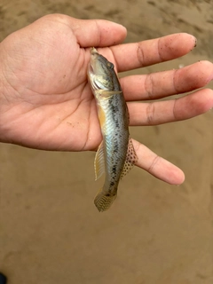 ハゼの釣果