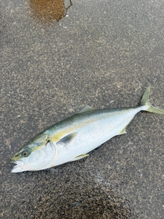 イナダの釣果