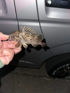 クロソイの釣果