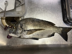 チヌの釣果