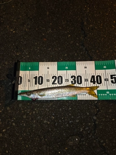 カマスの釣果