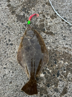 ヒラメの釣果