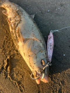 ウグイの釣果