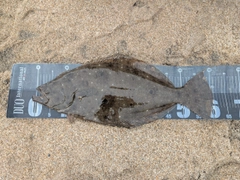ヒラメの釣果