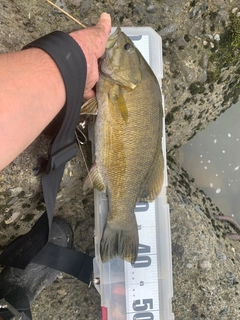 スモールマウスバスの釣果