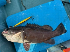 オオスジハタの釣果
