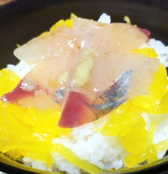 ショゴの釣果