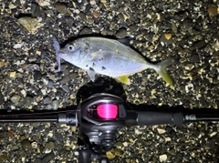 メッキの釣果