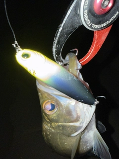 マルスズキの釣果