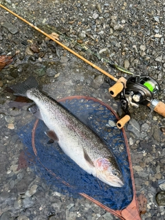 ニジマスの釣果