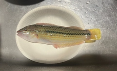 キュウセンの釣果