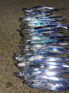 タチウオの釣果