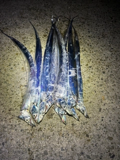 タチウオの釣果