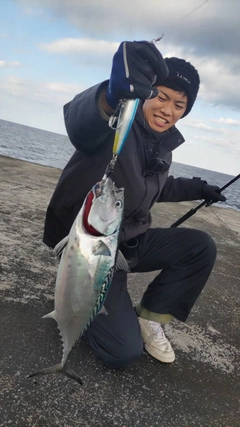 スマガツオの釣果