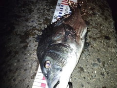 クロダイの釣果