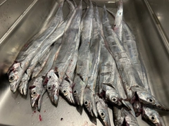 タチウオの釣果