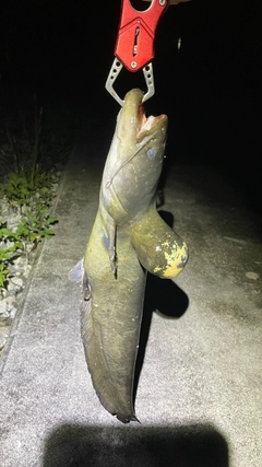 ナマズの釣果
