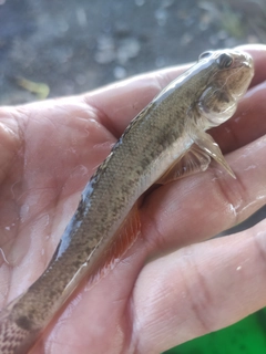 マハゼの釣果