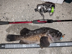 クロソイの釣果