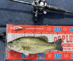 ラージマウスバスの釣果