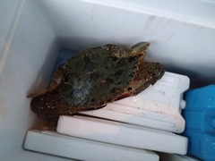 ワタリガニの釣果