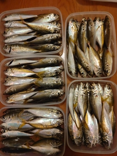 アジの釣果