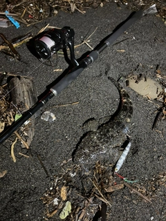 マゴチの釣果